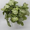 Syngonium Moonshine