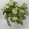 Syngonium Moonshine