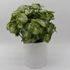 Syngonium Mouse Ears