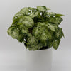 Syngonium Mouse Ears
