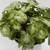Syngonium Mouse Ears