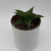 Sansevieria 'Maya'