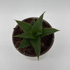 Sansevieria 'Maya'
