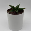 Sansevieria 'Maya'