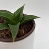 Sansevieria 'Maya'