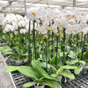 Orchid 'White Phalaenopsis'