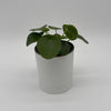 Chinese Money Tree (UFO Plant)