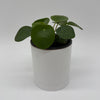 Chinese Money Tree (UFO Plant)