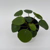 Chinese Money Tree (UFO Plant)