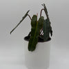 Philodendron Black Billietiae