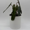 Philodendron Black Billietiae