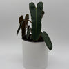 Philodendron Black Billietiae