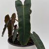 Philodendron Black Billietiae