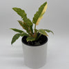 Philodendron 'Ring of Fire'