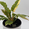 Philodendron 'Ring of Fire'