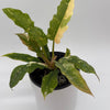 Philodendron 'Ring of Fire'