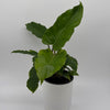 Philodendron 'Jungle Fever'