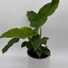 Philodendron 'Jungle Fever'