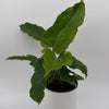 Philodendron 'Jungle Fever'