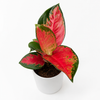 Aglaonema Suksom Jaipong