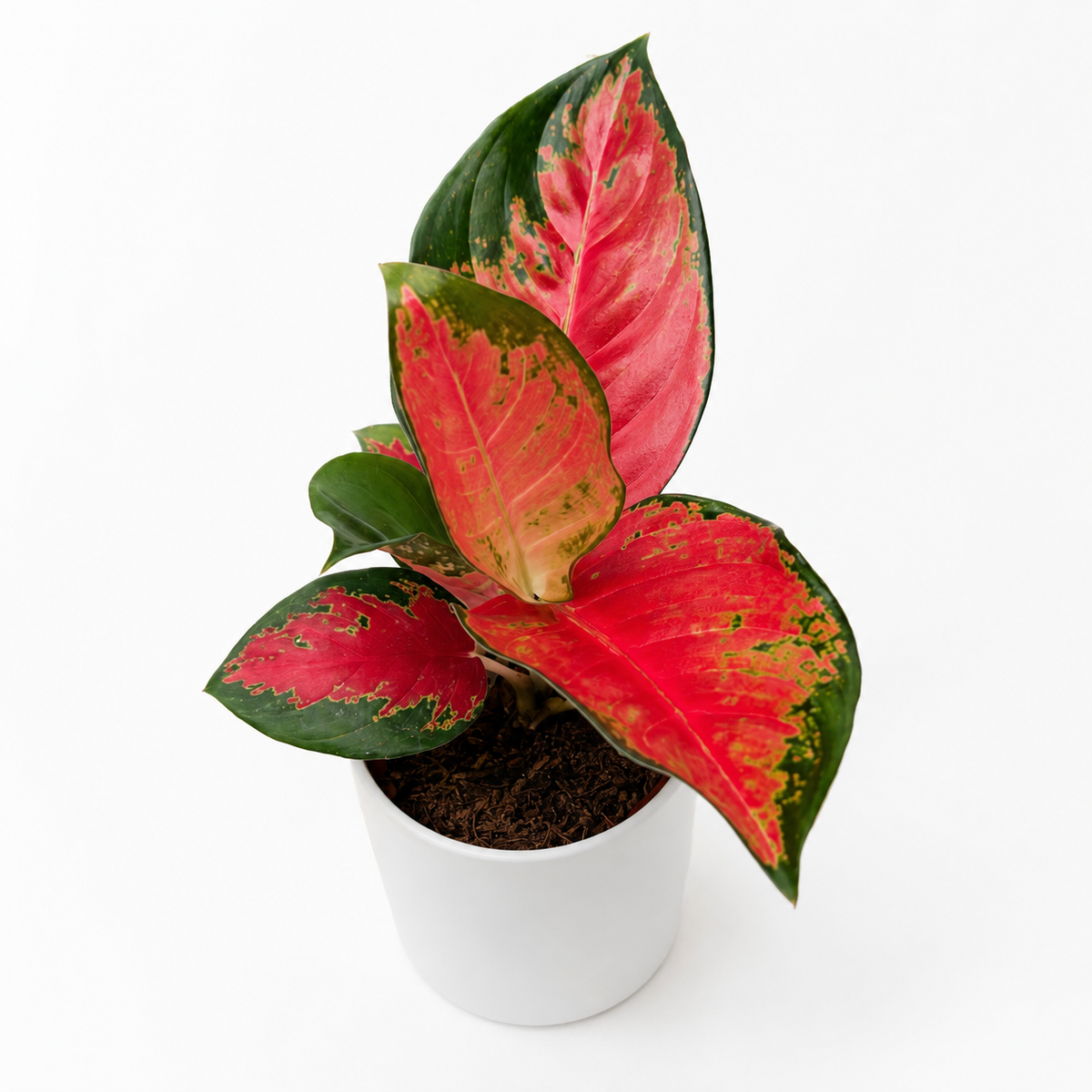 Aglaonema Suksom Jaipong