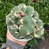 Saxifraga Tricolor