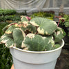 Saxifraga Tricolor