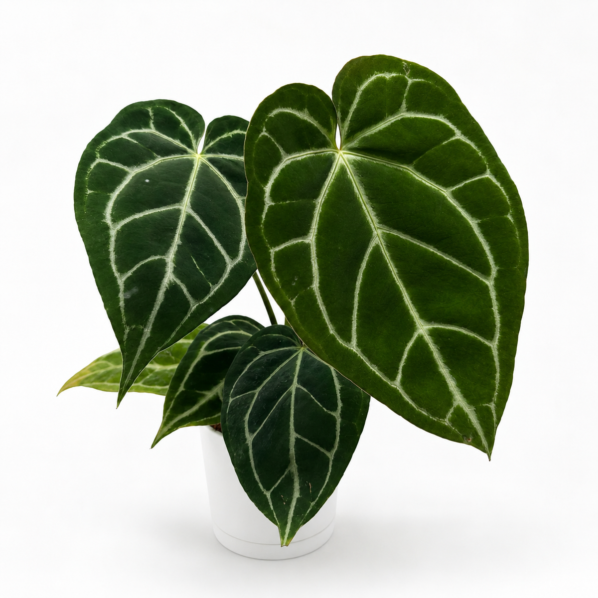 Anthurium Crystallinum
