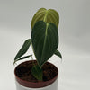 Philodendron Melanochrysum