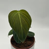 Philodendron Melanochrysum