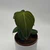 Philodendron Melanochrysum