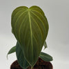 Philodendron Melanochrysum