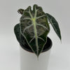 Alocasia Polly