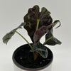 Alocasia Polly