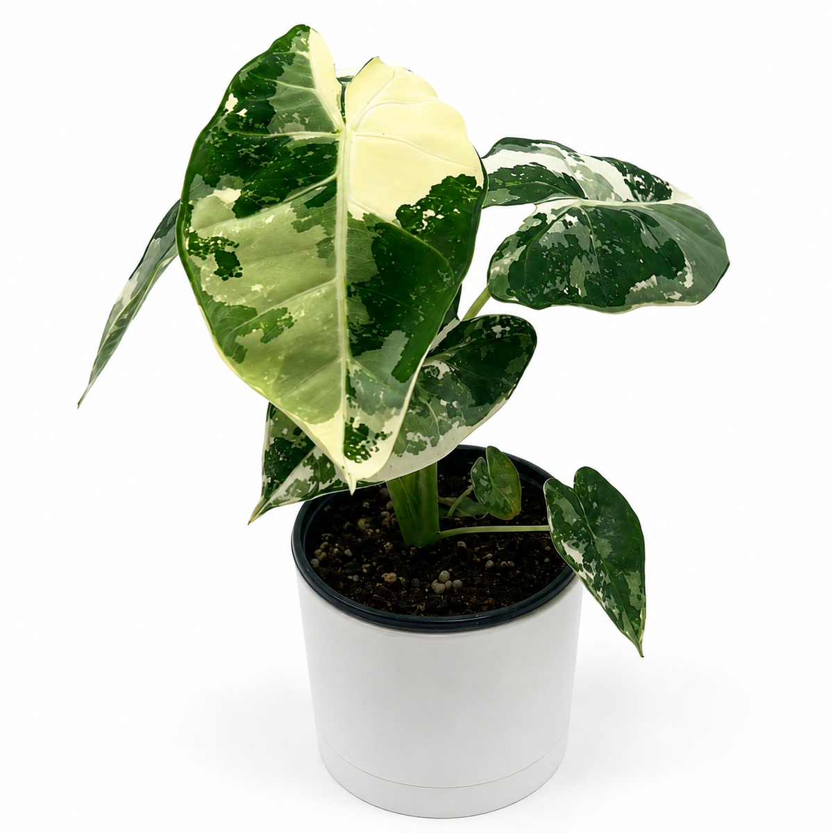 Variegated Alocasia Frydek