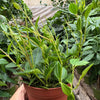 Peperomia 'Angulata'