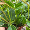 Peperomia 'Angulata'