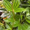 Peperomia 'Angulata'