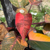 Variegated Philodendron Orange Princess Galaxy