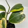 Outer Variegated Hoya Kerrii