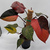 Variegated Philodendron Orange Princess Galaxy