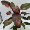 Variegated Philodendron Orange Princess Galaxy