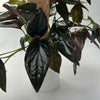 Syngonium Red Arrow