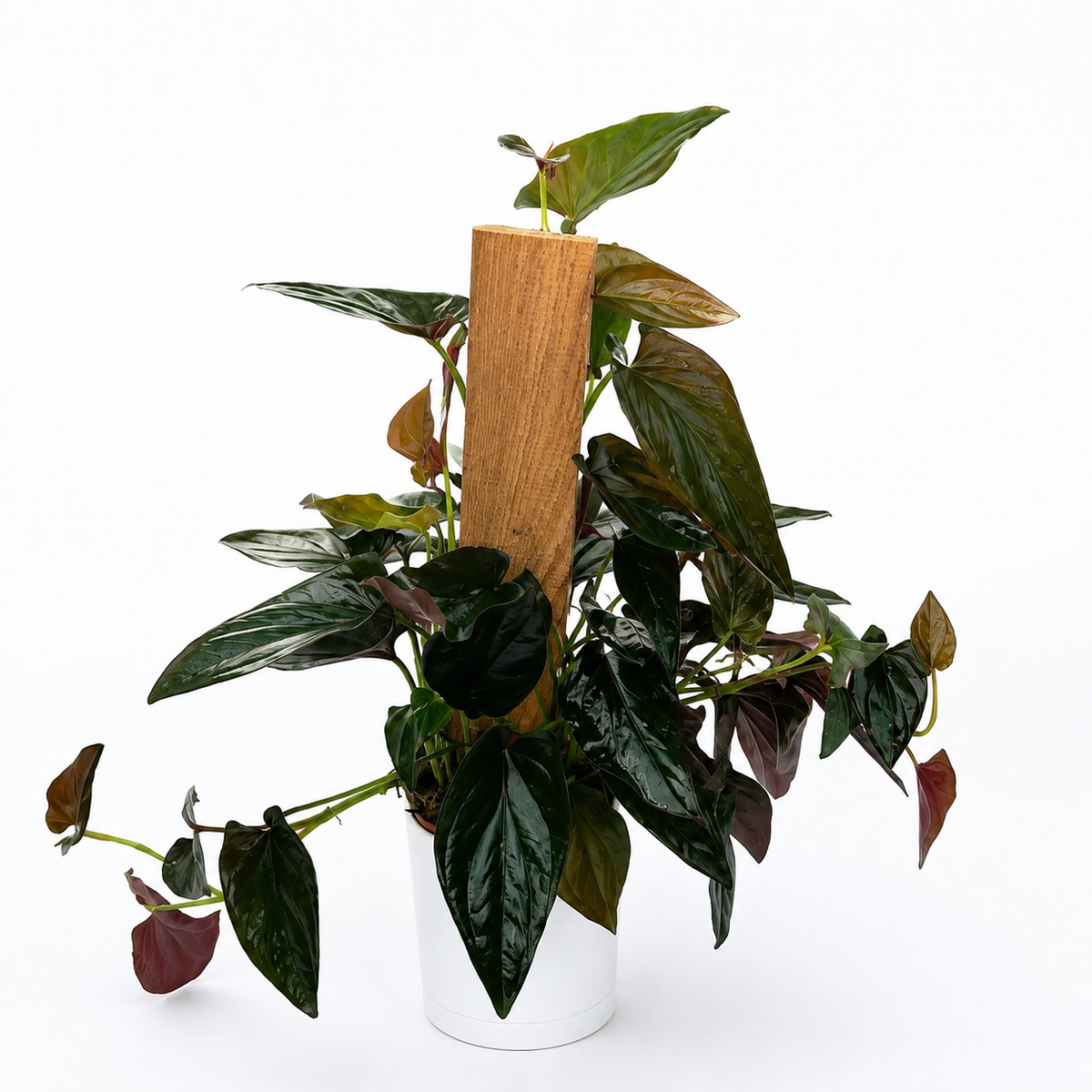 Syngonium Red Arrow