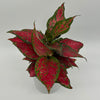 Aglaonema 'Ruby Ray'