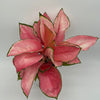 Aglaonema Suksom Jaipong