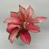 Aglaonema Suksom Jaipong