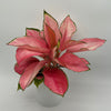 Aglaonema Suksom Jaipong