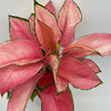 Aglaonema Suksom Jaipong