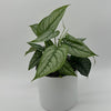 Monstera Siltepecana 'El Salvador'